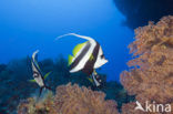 Pennant coralfish