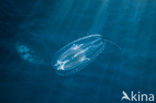 Comb jelly