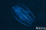Comb jelly