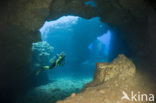 Lanai Cathedrals