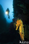 Longsnout Seahorse (Hippocampus ramulosus)