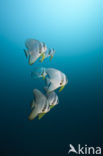 Longfin batfish (Platax teira)