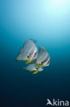 Longfin batfish (Platax teira)