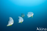 Longfin batfish (Platax teira)