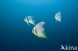 Longfin batfish (Platax teira)