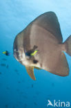 Longfin batfish (Platax teira)