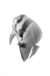 Langvin Vleermuisvis (Platax teira)
