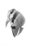 Longfin batfish (Platax teira)