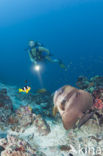 Longfin batfish (Platax teira)