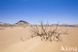 Libyan Desert