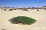 Libyan Desert