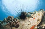 Long-spined sea urchin (Diadema paucispinum)