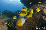 Raccoon butterflyfish (Chaetodon lunula)