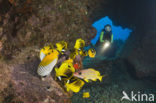Maansikkel koraalvlinder (Chaetodon lunula)