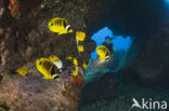 Raccoon butterflyfish (Chaetodon lunula)
