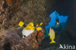 Raccoon butterflyfish (Chaetodon lunula)