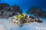 Malabar grouper (Epinephelus malabaricus) 