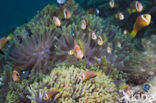 Maldives anemonefish (Amphiprion nigripes)