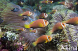 Maldives anemonefish (Amphiprion nigripes)