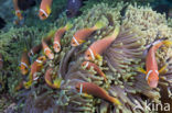 Maladiven Anemoonvis (Amphiprion nigripes)