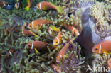 Maladiven Anemoonvis (Amphiprion nigripes)