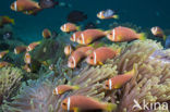 Maladiven Anemoonvis (Amphiprion nigripes)