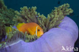 Maladiven Anemoonvis (Amphiprion nigripes)