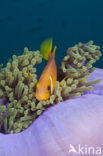 Maldives anemonefish (Amphiprion nigripes)