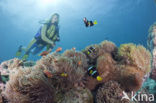 Maldives anemonefish (Amphiprion nigripes)