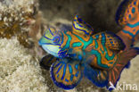 Mandarinfish (Synchiropus splendidus)