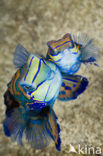 Mandarinfish (Synchiropus splendidus)