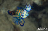 Mandarinfish (Synchiropus splendidus)