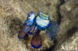 Mandarinfish (Synchiropus splendidus)