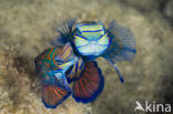 Mandarinfish (Synchiropus splendidus)