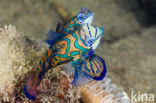 Mandarinfish (Synchiropus splendidus)