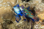 Mandarinfish (Synchiropus splendidus)