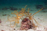 Crinoid (Antedon mediterranea )