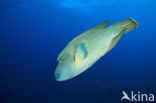 Humpback wrasse