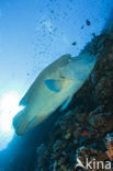 Humpback wrasse