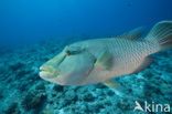 Humpback wrasse