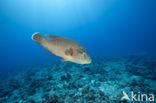 Humpback wrasse