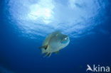 Humpback wrasse