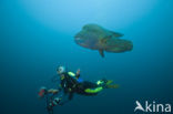 Humpback wrasse