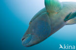 Humpback wrasse