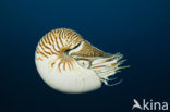 Chambered nautilus