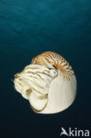 Nautilus schelp (Nautilus pompilius)