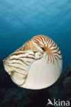 Nautilus schelp (Nautilus pompilius)