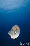 Chambered nautilus