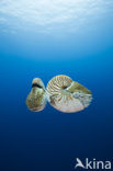 Nautilus schelp (Nautilus pompilius)