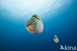 Nautilus schelp (Nautilus pompilius)